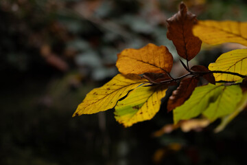autumn leaves on a tree