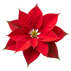 Red poinsettia isolated on white or transparent background