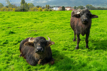 A buffalo grazing in the lush green grass