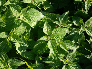 Nettle