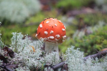 fly agaric mushroom