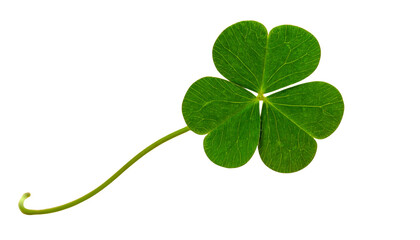 Single Shamrock Leaf with Curved Stem Viewed from Side, Full Depth of Field