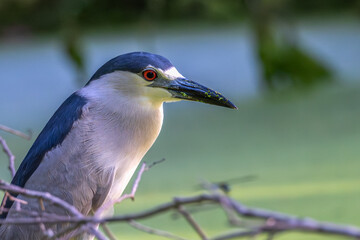 Portrait of a black-crowned night heron.