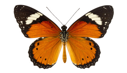 Obraz premium Tawny Coster Butterfly (Acraea violae) with Semi-Transparent Orange Wings and Black Markings, Isolated PNG