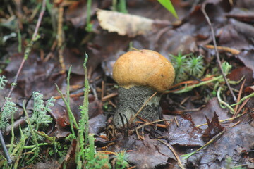 aspen mushroom in a summer forest