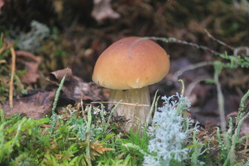 porcini mushroom in a summer forest