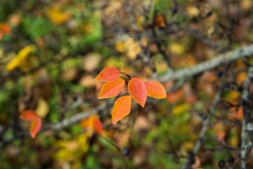 Bright orange leaf cluster on branch shallow depth clean background seasonal color accent for fall design projects