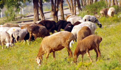 Obraz premium Herd of sheep walks freely on farm