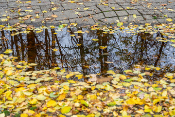 Autumn leaves floating on rain puddle with tree reflections urban park walkway quiet mood after shower