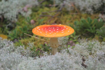 fly agaric mushroom