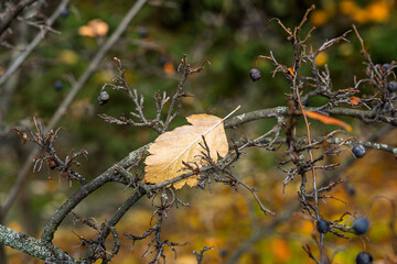 Dry leaf caught on spiky twigs with black fruit rustic fall scene quiet forest detail minimal clean composition