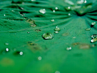 water drops on lotus leaf