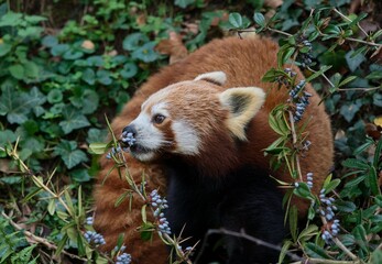 red panda in the zoo