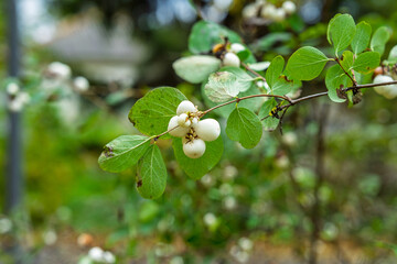 White snowberry cluster on green branch soft bokeh macro shot natural texture clean background for botanical design