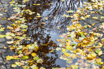 Autumn puddle mirrors bare branches while yellow leaves frame edges poetic city park reflection after rain