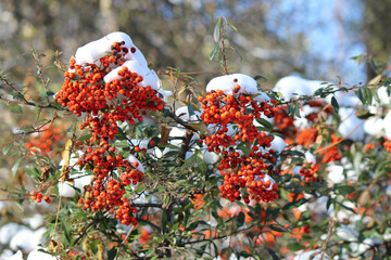 the bright rowan tree turns red in the winter sun