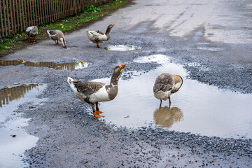 Domestic geese standing in rain puddles on rural road overcast day authentic countryside scene after shower