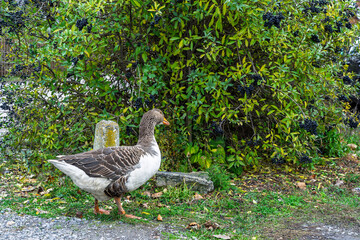 Domestic goose walking beside shrub with clusters of black berries rural garden habitat natural lifestyle scene