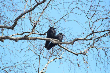 A married couple of crows bask in the winter sun
