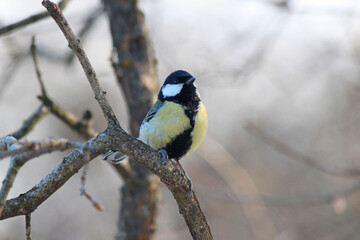  bright tit hides in the forest thicket