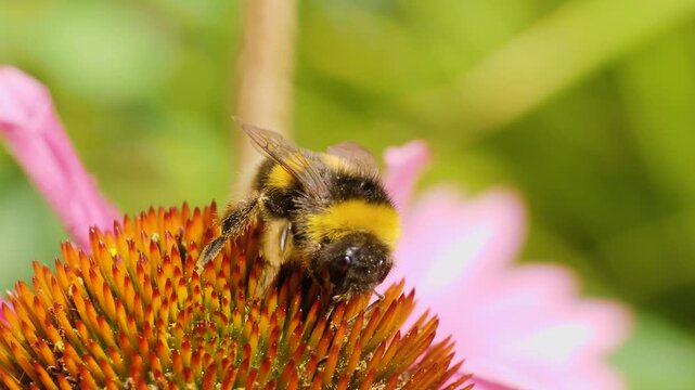 A very close up of a bumble bee collecting nectar from the pink flower blossom on a sunny day