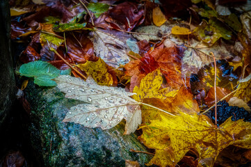 Jesienne liście w lesie © Izabela&Grzegorz