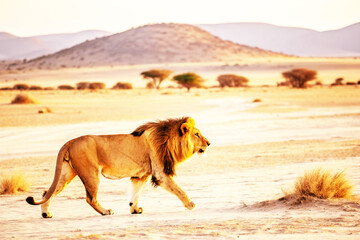 A beautiful brown lion is shown in the snow, desert, and on the beach, as well as in a green pasture field