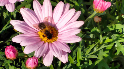 Bee pollinating a pink daisy flower in sunlight