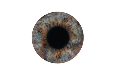 Human eye, closeup. Iris with pupil on white background