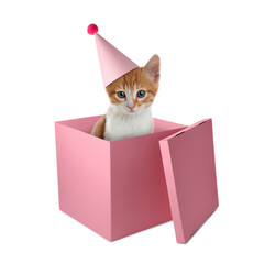 Cute kitten with party hat in box on white background