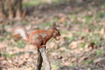 The squirrel found a tasty nut and is savoring it in the thicket