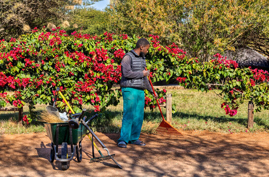 African gardener working with a rack, wheelbarrow with tools trimmer, shovel, broom, rack, ready to go to work sunny day in the garden,