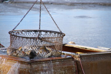 Fischteich -Abfischen Karpfen