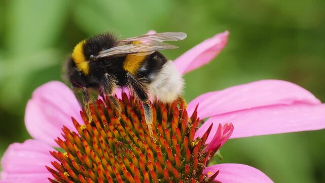 A very close up of a bumble bee collecting nectar from the pink flower blossom on a sunny day