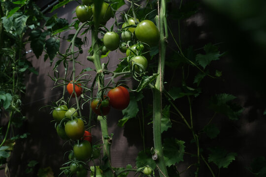 Fresh Organic Tomatoes Ripening on the Vine