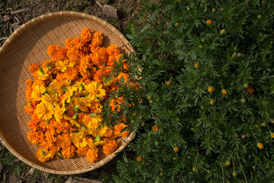 Freshly Picked Orange and Yellow Marigold Flowers in Basket by Green Plant
