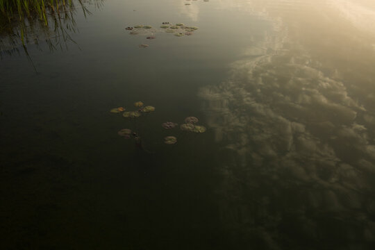 Calm Pond Surface with Water Lilies and Soft Cloud Reflection