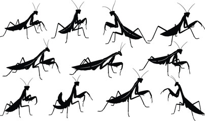 Multiple black silhouettes of Praying Mantis insects, showcasing various hunting, defensive, and standing poses, symbolizing nature, insects, predator, and wildlife.