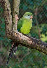 Monk parakeet