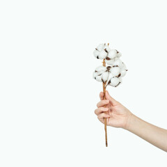 Female hand holding cotton branch against plain background displaying nature and simplicity.