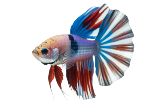 Colorful betta fish with flowing fins