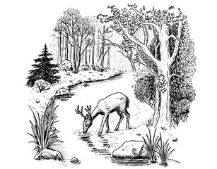 Deer by the Forest River – Ink Drawing