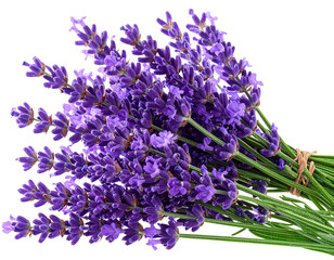   Lavender flowers isolated on white    transparent   background png 