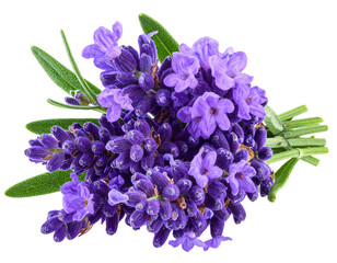   Lavender flowers isolated on white    transparent   background png