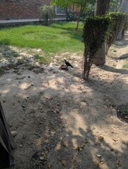 A crow standing beside a bowl in a yard with trees and grass on a sunny day