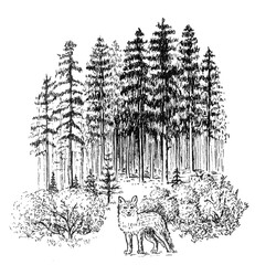 Fox in the Pine Forest – Ink Drawing