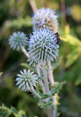 Echinops sphaerocephalus blooms in nature