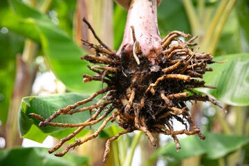 offspring roots of banana tree 