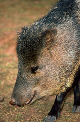 Collard Peccary, Tayassu tajacu or Javelina
