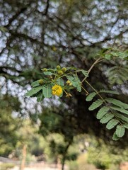 Close up of a yellow flower and green leaves on a tree branch in daylight